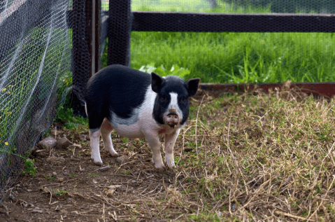 Mini pigs en las calles de Pereira: una crisis que podría salirse de control