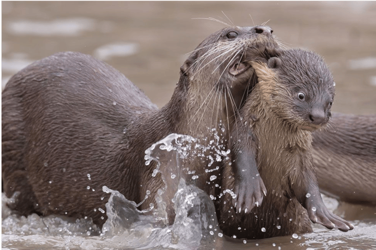 Hora de ir a la escuela. Así tituló Chee Kee Teo su fotografía que muestra cómo una nutria de pelo liso lleva a su cría en Singapur.