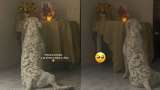 Este perrito llora desconsolado por la muerte de su abuela y se hace viral