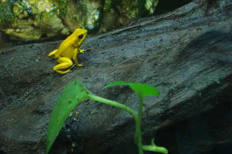 Ranas andinas perderán más del 50 % de territorio por cambio climático