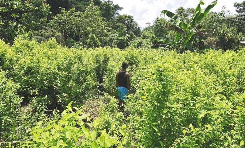 A orillas del río Rosario, en Nariño, queda la vereda Peña de los Santos. Según comprobamos, los cultivos y los laboratorios de coca inundan todo su paisaje. / Gustavo Torrijos - El Espectador