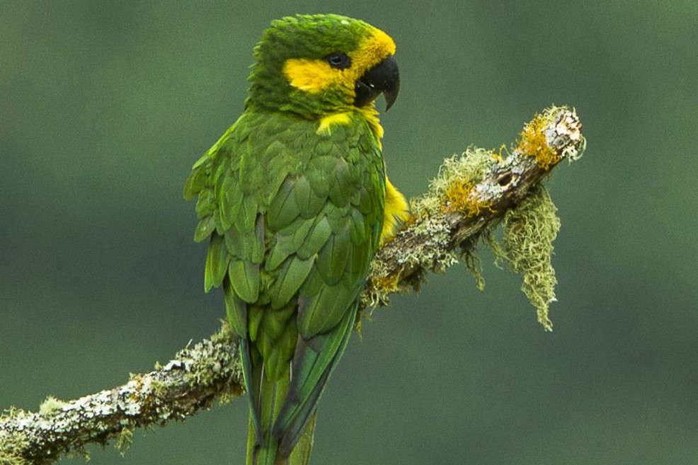 El aratinga orejigualda o periquito orejiamarillo (Ognorhynchus icterotis). / Wikipedia