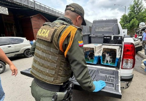 ¿Qué pasará con la venta de animales vivos en la Plaza Minorista de Medellín?