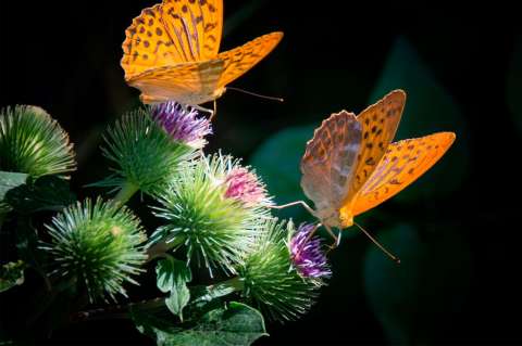 Septiembre de charlas: explorando la naturaleza a través de la literatura
