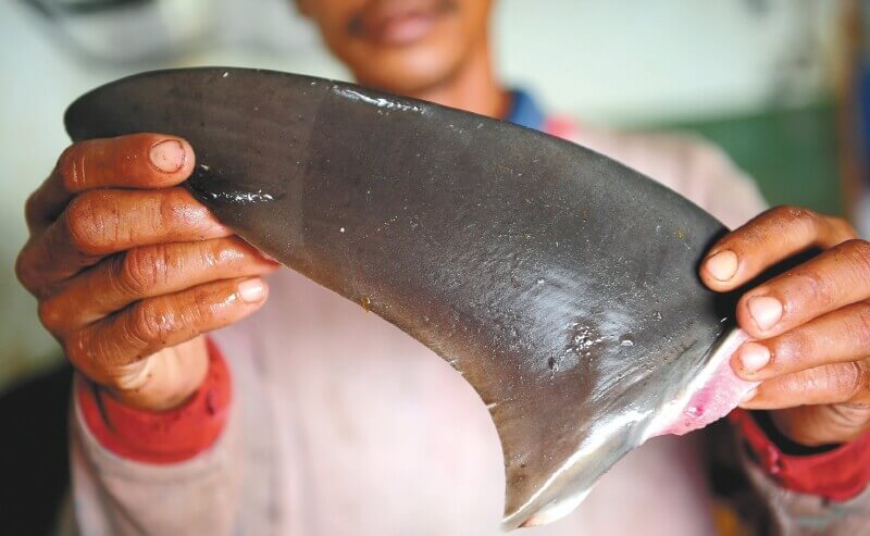 La práctica del aleteo está prohibida en Colombia así como la pesca industrial de tiburones. / Todd Winner