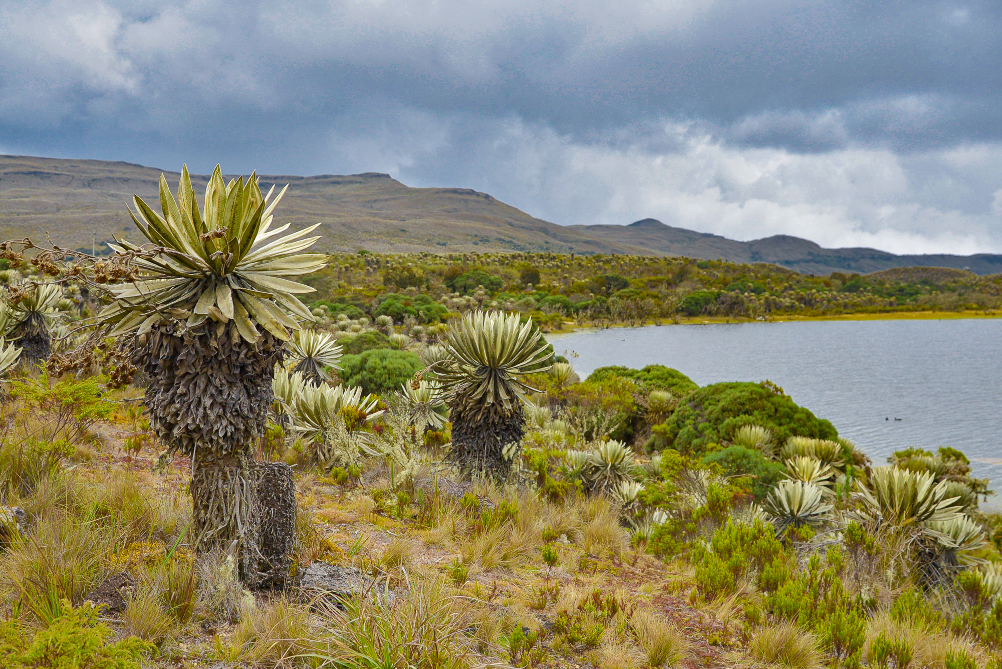 Los complejos de páramo Chingaza, Sumapaz, Guerrero y Guacheneque albergan ecosistemas únicos que depuran, regulan y entregan el agua que sostienen las ciudades.