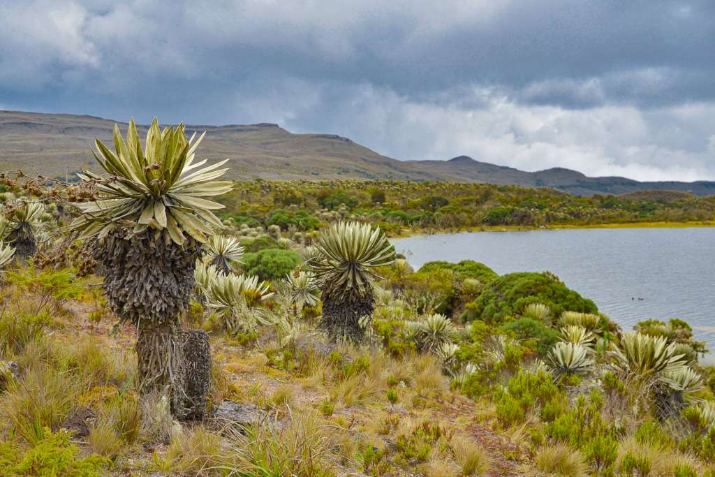 Los complejos de páramo Chingaza, Sumapaz, Guerrero y Guacheneque albergan ecosistemas únicos que depuran, regulan y entregan el agua que sostienen las ciudades.