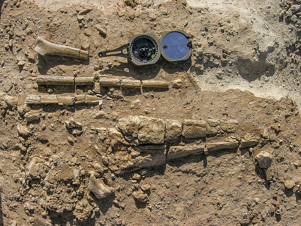 Estas dos especies de dinosaurios podían volar, a pesar de su gran tamaño