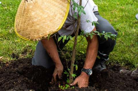 Cerca de 398.780 árboles han sido plantados en Bogotá en los últimos cuatro años