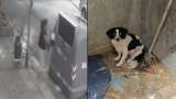 Mujer botó a su perrita en una caneca de basura pero luego fue rescatada