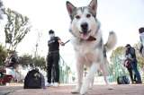 Esterilización para perros y gatos: IDPYBA abrió más de 1.000 turnos en Bogotá
