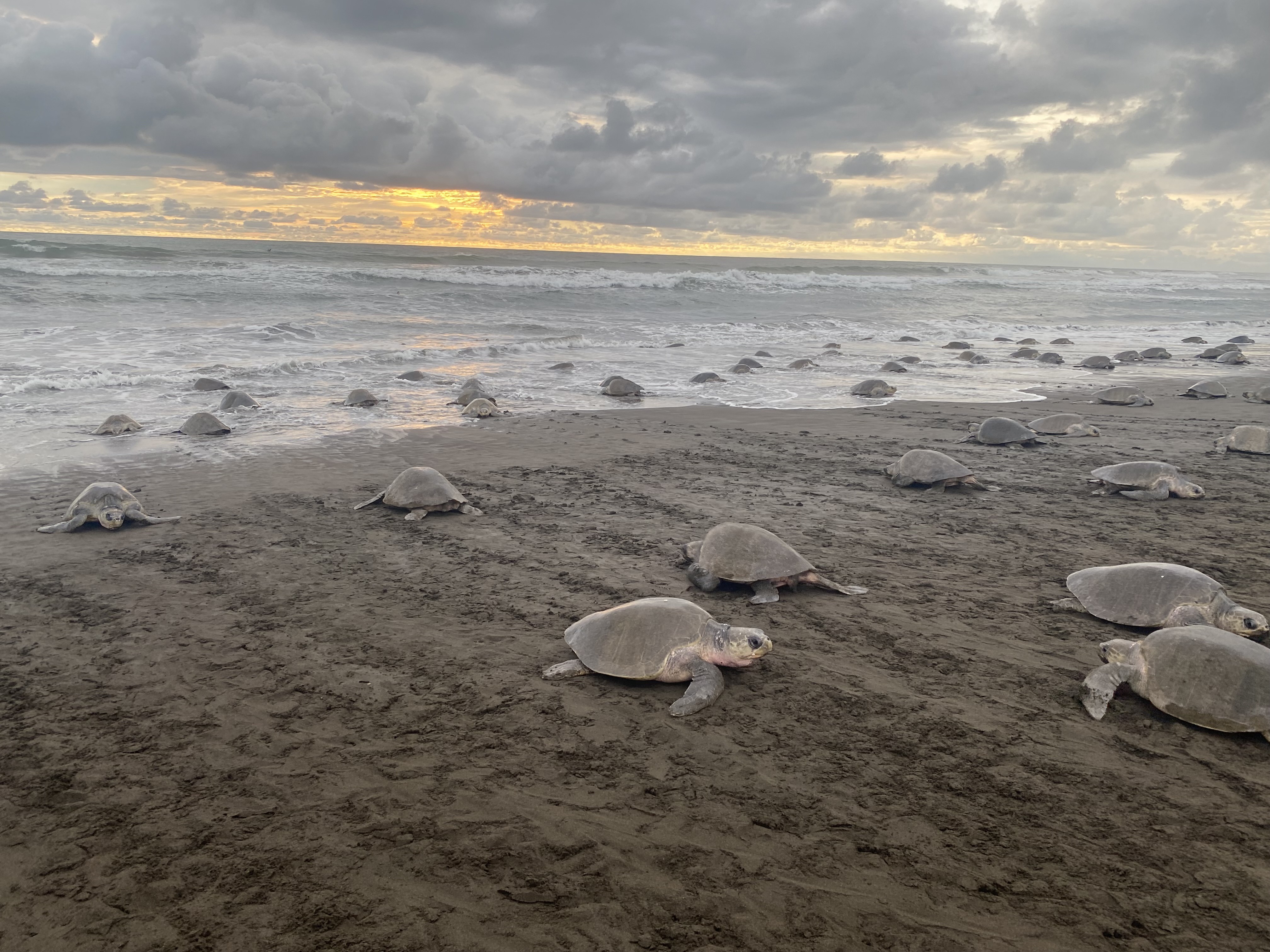 Tortuga olivacea / Eliécer Núñez Durá.