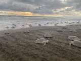 Las tortugas marinas están en riesgo. Aquí hay una estrategia para proteger sus viajes