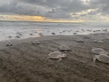 Las tortugas marinas están en riesgo. Aquí hay una estrategia para proteger sus viajes