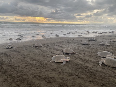 Las tortugas marinas están en riesgo. Aquí hay una estrategia para proteger sus viajes