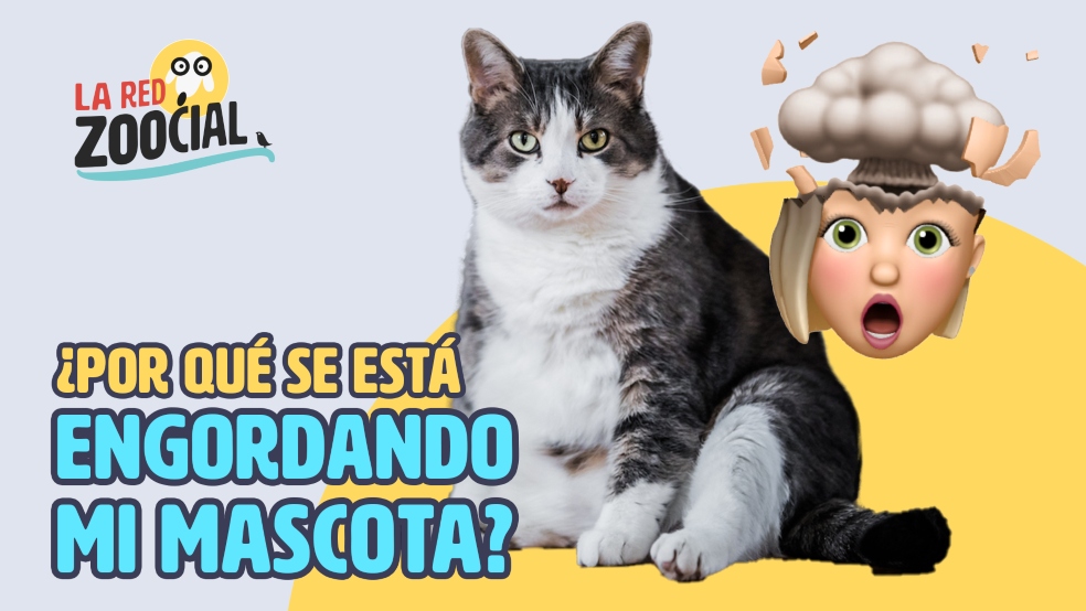 Red Zoocial Agosto 8 mascotas gordas