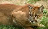 A tiros fue asesinada la puma hembra que fue hallada muerta en Yotoco, Valle