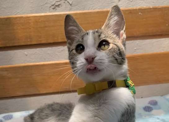 ¿Le gustan los tatuajes y los animales? Evento busca ayudar a más de 1.000 perros y gatos