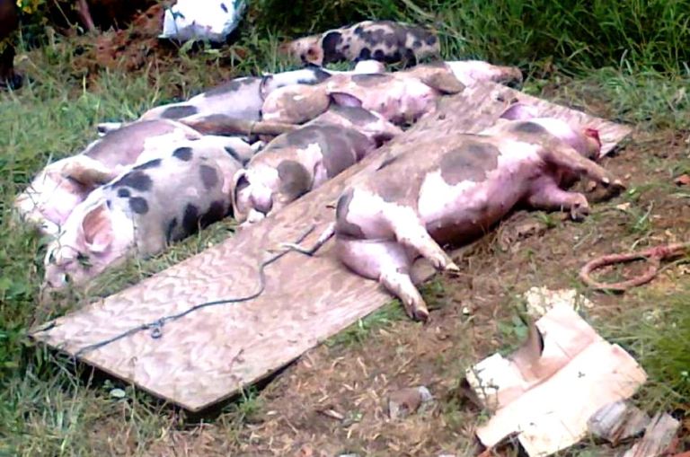 «Los animales no dejan de morirse» tras derrame de hidrocarburos en Bolívar
