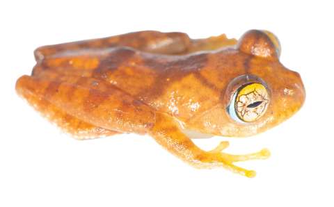 Las siete especies de ranas que son nuevas para la ciencia