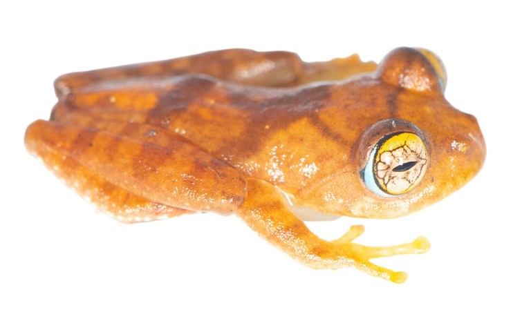 Las siete especies de ranas que son nuevas para la ciencia