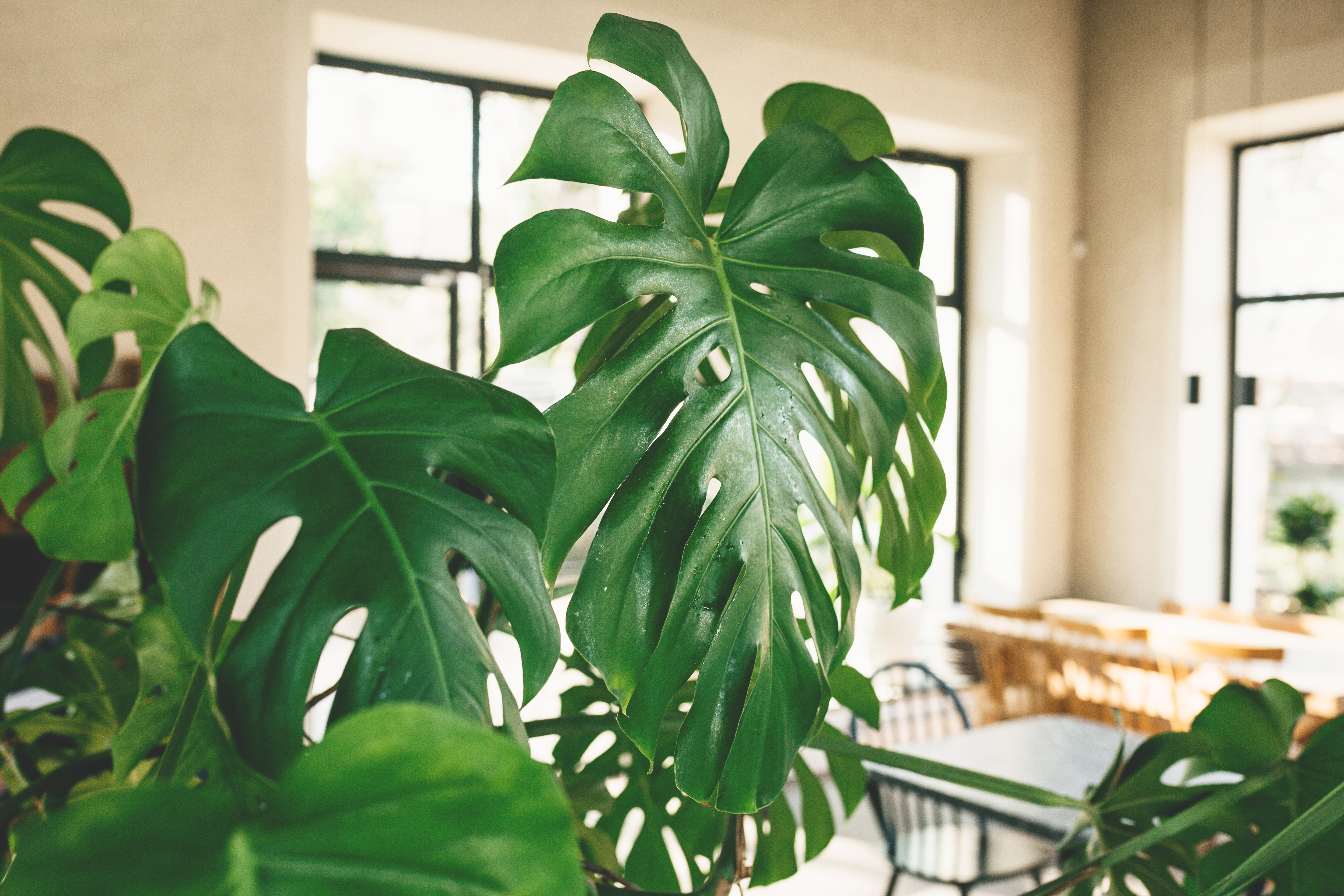 Fotografía que muestra en primer plano las hojas de una planta de Monstera