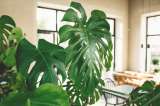Monstera o Costilla de Adán ¿se deben cortar las raíces aéreas?