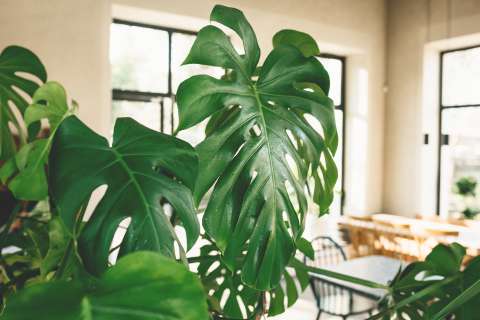 ¿Cuáles son las tendencias en Jardinería para 2025?