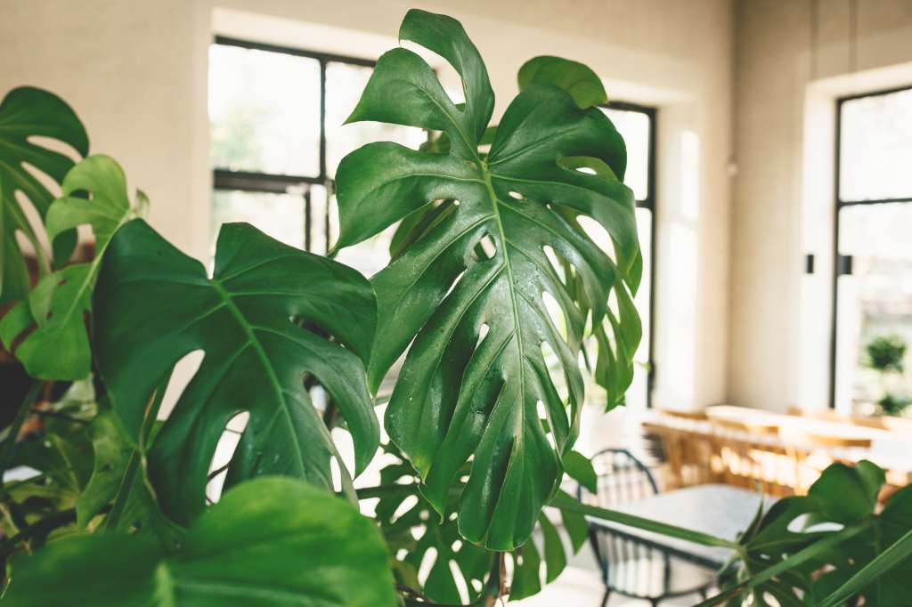 Fotografía que muestra en primer plano las hojas de una planta de Monstera