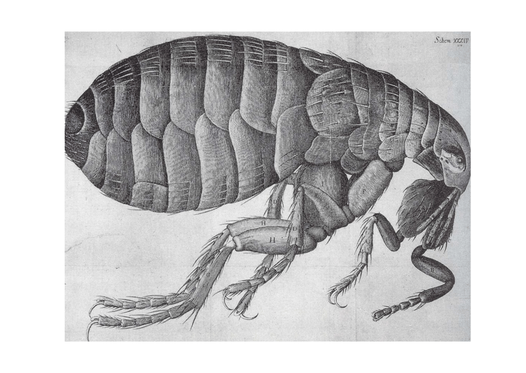 Grabado de una pulga vista en el microscopio, en el libro Micrographia, de Robert Hooke.