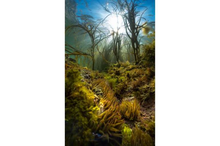 La luz del sol atraviesa una jungla marina de algas Himanthalia en los arrecifes de creta de la Zona de Conservación Marina de Needles.