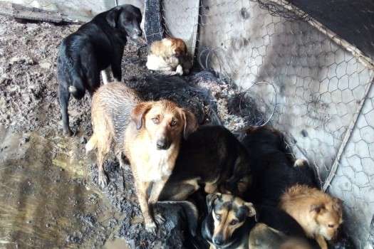 El reporte e Bomberos indica que el incendio no fue accidental, sino provocado.