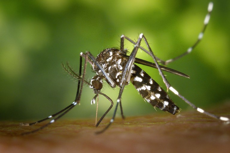 Tolima es el segundo departamento con más casos de dengue en el país