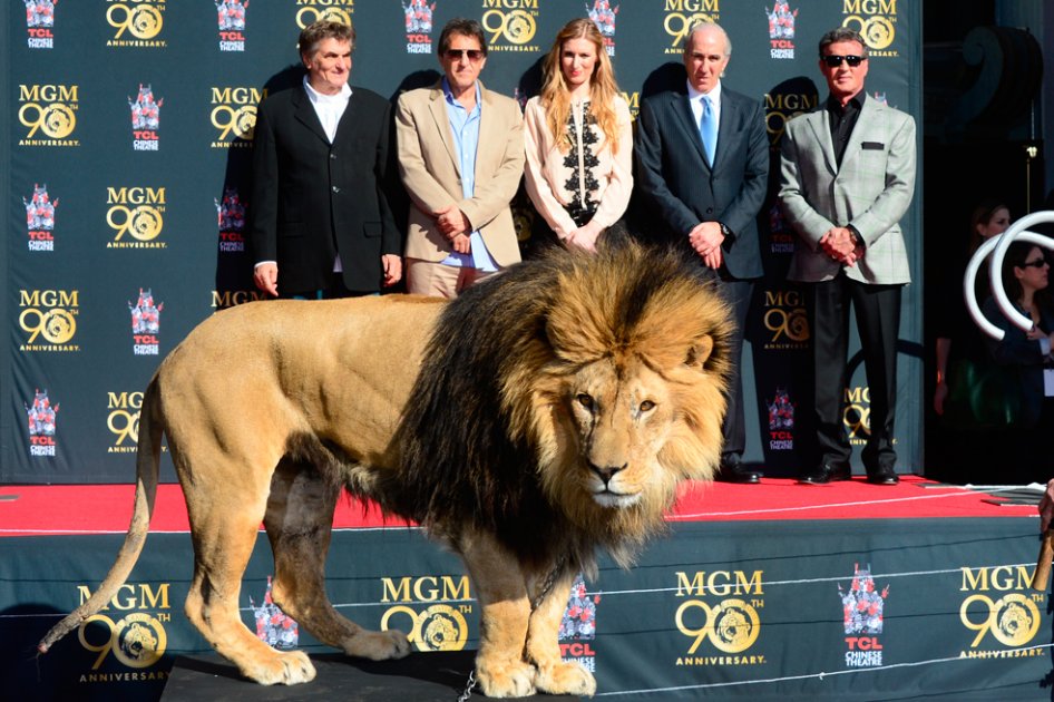 Como inicio de los festejos de su 90 cumpleaños, MGM llevó un león hasta el teatro chino de Hollywood, donde se inmortalizó en cemento la huella del felino, un acto al que acudió el actor Sylvester Stallone, cuya saga "Rocky" es uno de los valores de la filmografía del estudio.