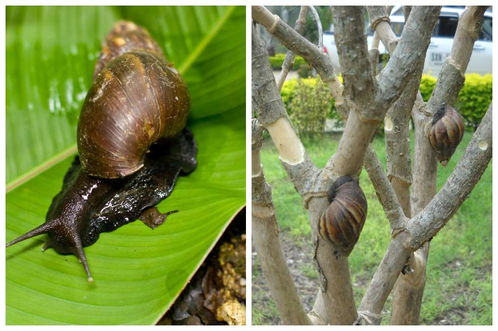 El caracol gigante africano ataca a 800 especies vegetales. En Colombia ha desplazado a las especies nativas y está presente en 110 municipios. / 123rf. Caracol africano en una finca de Agua de Dios. / Cortesía Juan Pablo Pinedo