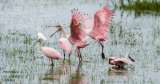 Fotos: Colombia es un país megadiverso con más de 67 mil especies de fauna y flora