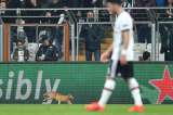 La UEFA abre expediente al Besiktas tras irrupción de gato en el césped