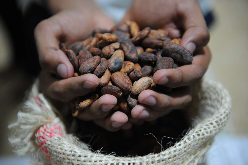 Campesinos de este municipio, cambian el cultivo de coca para sembrar cacao.