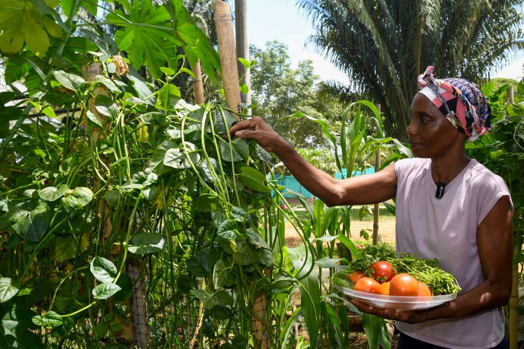 A través de esta huerta comunitaria se promueve la unión familiar y el buen uso del tiempo libre de los jóvenes
