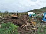 Comenzó la construcción del primer vivero para recuperar la vegetación de Providencia tras Iota