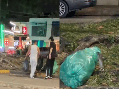 Intervienen sector gastronómico del sur de Cali por video en el que se veían ratas