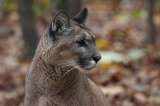 Policía investiga la muerte de un puma en Córdoba: tenía varios machetazos