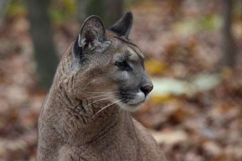 Capturan a dos personas señaladas de matar a un puma en el Valle del Cauca