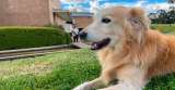 Diez bibliotecas que puede visitar con su mascota en Bogotá