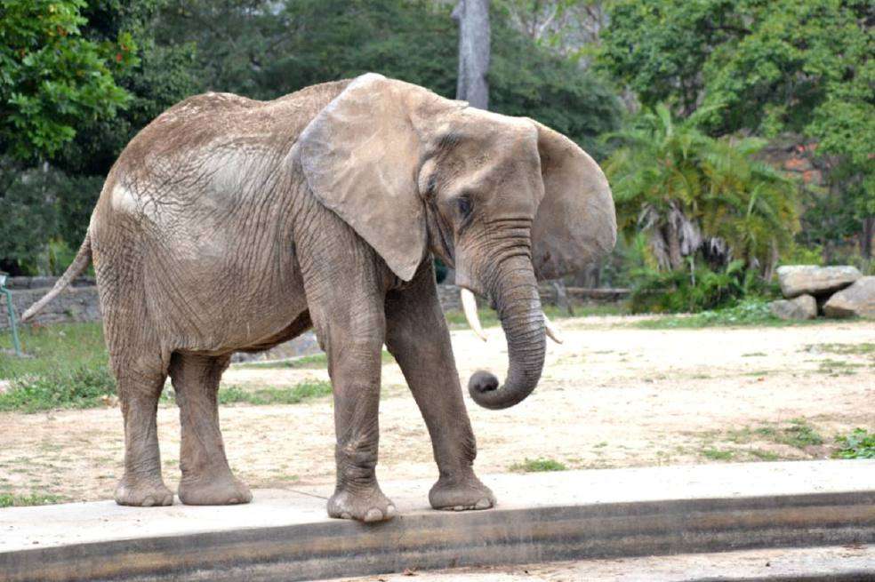 Esta es Ruperta, la elefanta que murió esta semana en un zoológico de Caracas. / Inparques
