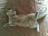 ¿Cuántas horas duerme un gato?