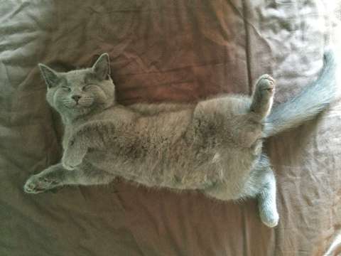 ¿Cuántas horas duerme un gato?