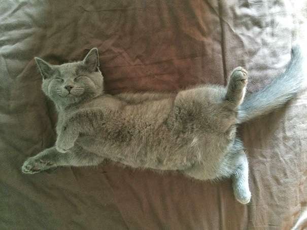 ¿Cuántas horas duerme un gato?