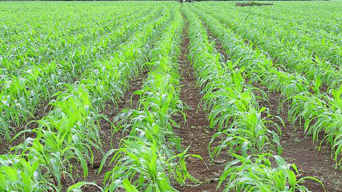 Difícil la compra de tierras para la reforma agraria del presidente Petro.