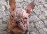 ¿De qué se trata la nueva tendencia de vender bulldog francés sin pelo?